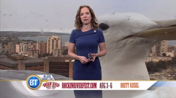 «Гігантський» мартин увірвався до прогнозу погоди канадського телеканалу